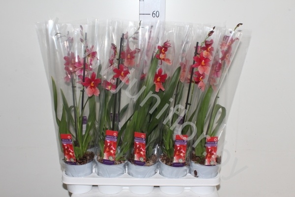 Камбрия Буррагеара Нелли Ислер Orchidee Nelly Isler 1-Tak