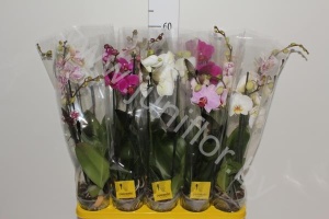 Фаленопсис Phal Mix 2stem Super Concorde