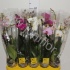 Фаленопсис Phal Mix 2stem Super Concorde Фаленопсис Phal Mix 2stem Super Concorde
