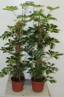 Шеффлера Schefflera Gold Capella Mospool