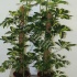 Шеффлера Schefflera Gold Capella Mospool Шеффлера Schefflera Gold Capella Mospool