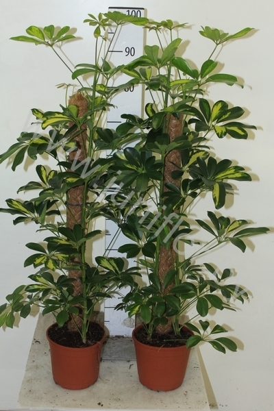 Шеффлера Schefflera Gold Capella Mospool