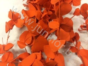 Эвкалипт Синерея Оранж Gr Euc Cinerea p Orange