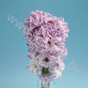 Гиацинт Hyacint Spiendid Cormelia