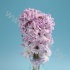 Гиацинт Hyacint Spiendid Cormelia