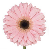 Гербера Pink Sparklet