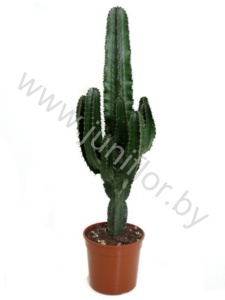 Молочай  Euphorbia cites Erytrea