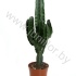 Молочай Euphorbia cites Erytrea Молочай Euphorbia cites Erytrea