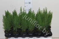 Кипарис Chamaecyparis Green Pillar