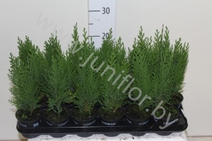 Кипарис Chamaecyparis Green Pillar