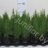 Кипарис Chamaecyparis Green Pillar Кипарис Chamaecyparis Green Pillar