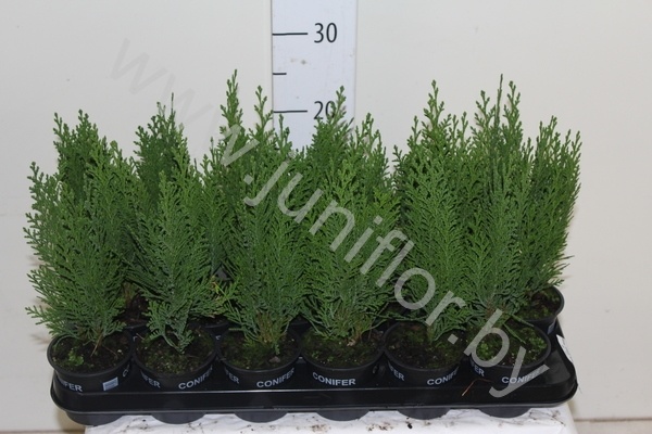 Кипарис Chamaecyparis Green Pillar