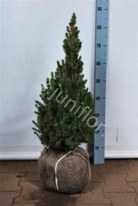 Ель Picea Glauca Conica Extra