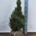 Ель Picea Glauca Conica Extra Ель Picea Glauca Conica Extra