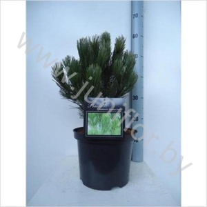 Ель Pinus Compact Gem