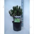 Ель Pinus Compact Gem Ель Pinus Compact Gem