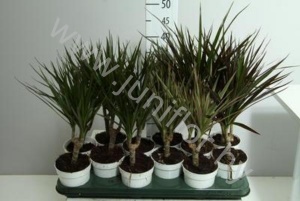 Драцена Dracaena Gemengd Enk Stam