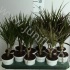 Драцена Dracaena Gemengd Enk Stam Драцена Dracaena Gemengd Enk Stam