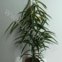 Фикус Ficus Bin Alii Фикус Ficus Bin Alii