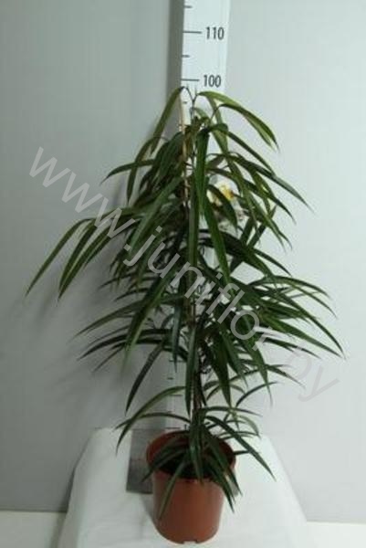 Фикус Ficus Bin Alii