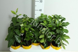 Лимон Citrofortunella Lemon