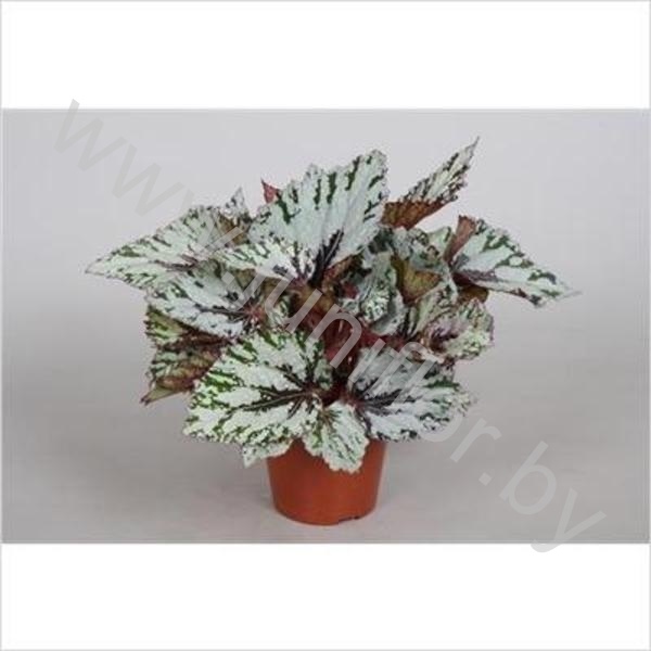 Бегония Begonia Amazing Santos