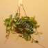 Хойя Hoya Carnosa Rubra Хойя Hoya Carnosa Rubra
