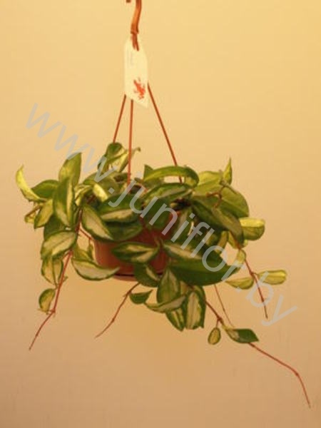 Хойя Hoya Carnosa Rubra