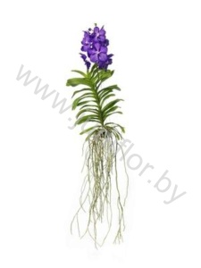 Ванда Orchidee Vanda Blue Magic