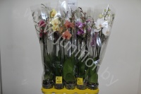 Фаленопсис Phal Mix 2stem Super Concorde