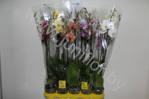 Фаленопсис Phal Mix 2stem Super Concorde