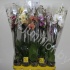 Фаленопсис Phal Mix 2stem Super Concorde Фаленопсис Phal Mix 2stem Super Concorde