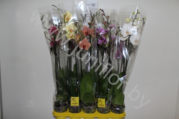 Фаленопсис Phal Mix 2stem Super Concorde