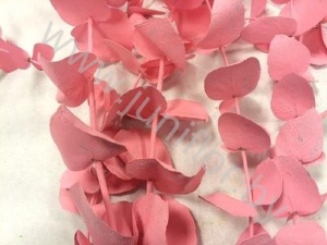 Эвкалипт Синерея Пинк Gr Euc Cinerea p Pink
