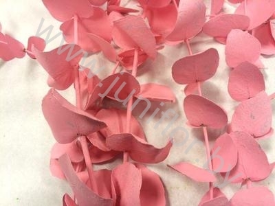 Эвкалипт Синерея Пинк Gr Euc Cinerea p Pink