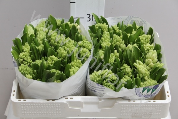 Гиацинт Hyacint Top White