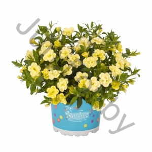 Калибрахоа Calibrachoa Hybrida Aloha Double Citric