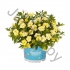 Калибрахоа Calibrachoa Hybrida Aloha Double Citric Калибрахоа Calibrachoa Hybrida Aloha Double Citric