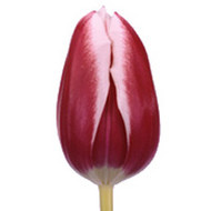 Furand.jpg Тюльпан Furand