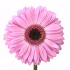 Гербера Pink Weekend