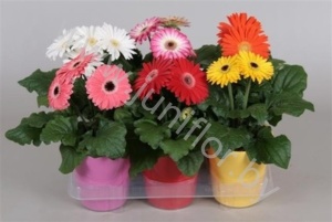 Гербера In Stefaniepot Mix