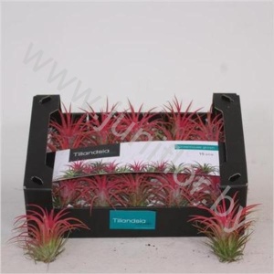 Тилландсия Ionantha Showbox