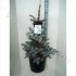 Ель Picea Hoopsii Ель Picea Hoopsii