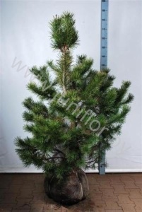 Ель Pinus Contorta