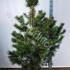 Ель Pinus Contorta Ель Pinus Contorta