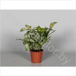 Драцена Dracaena Godseffiana