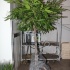 Фикус Ficus Bin Amstel King Gevlochten St Фикус Ficus Bin Amstel King Gevlochten St