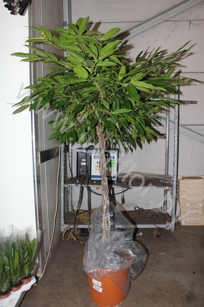 Фикус Ficus Bin Amstel King Gevlochten St