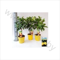 Лимонелла Citrofotunella Limonella