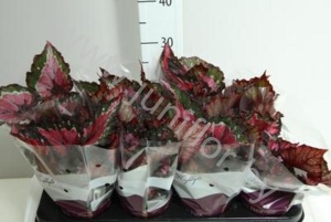 Бегония Begonia Amazing Titica